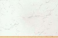 Кухня ВерсоМебель ВерсоЛайн 6-1.7 (красный чили/антрацит) картинка