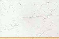 Кухня ВерсоМебель ВерсоЛайн 8-2.0 (белый 001/яркий оранжевый 008) картинка