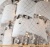 Потолочная люстра Евросвет Cascade 80117/8 (хром/белый) фотография